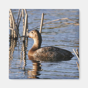 Canvasback hen magnet