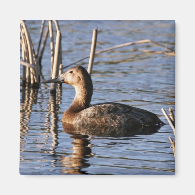 Canvasback hen magnet (Front)