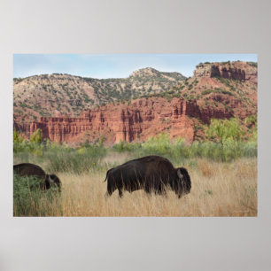 Canyon Buffalo Art Poster -60x40 -other sizes also