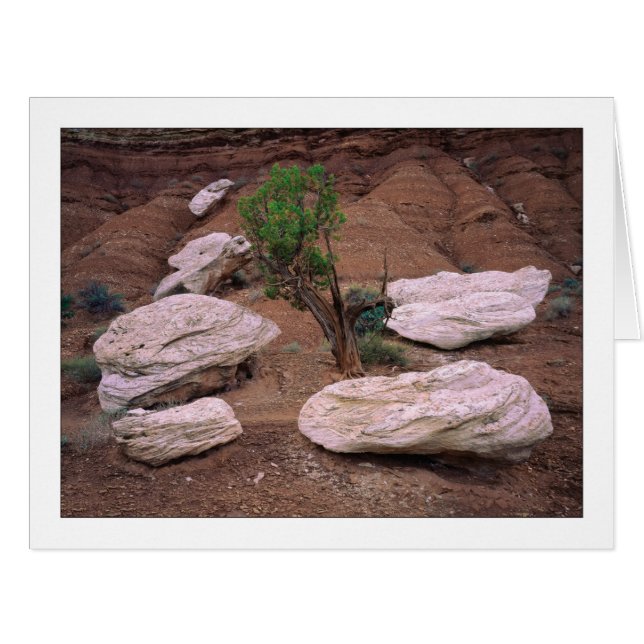 "Canyon Pods" (Front Horizontal)