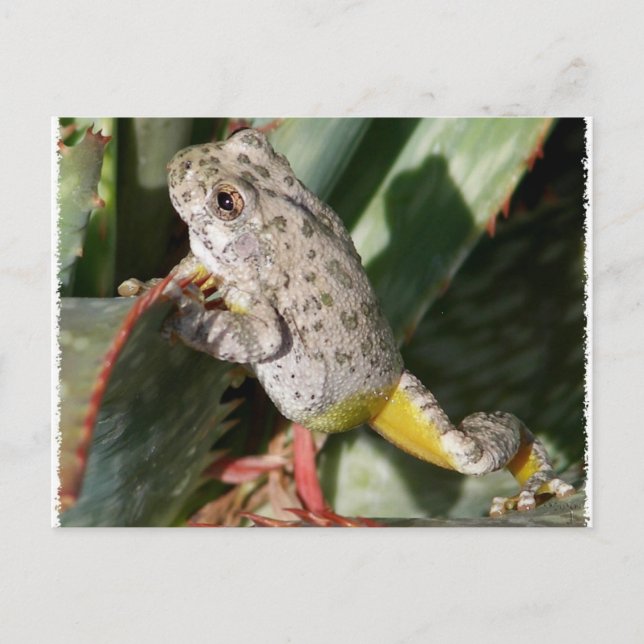 CANYON TREEFROG POSTCARD (Front)