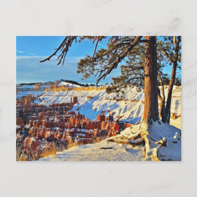 Canyon Winter Snow Pine Trees Utah Postcard (Front)