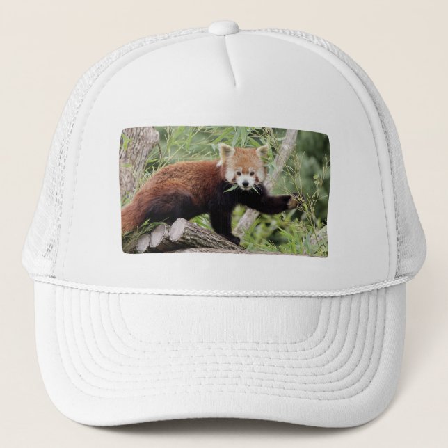 Cap Photo red panda , animals 0003. (Front)