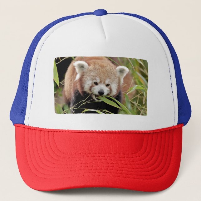 Cap Photo red panda , animals 0008. (Front)