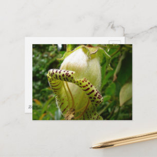 Capanea Grandiflora Postcard