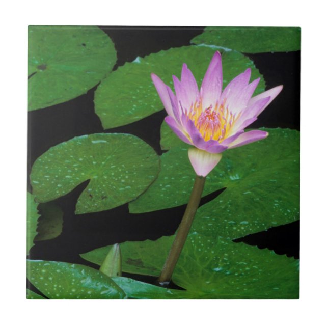 Cape Blue Water Lily (Nymphaea Capensis) Ceramic Tile (Front)