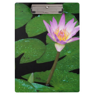 Cape Blue Water Lily (Nymphaea Capensis) Clipboard