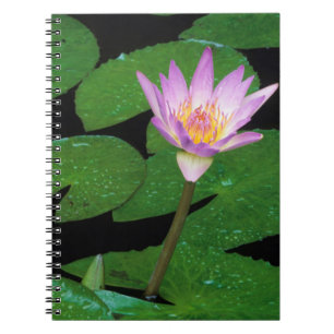 Cape Blue Water Lily (Nymphaea Capensis) Notebook