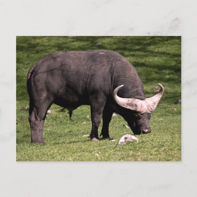 Cape Buffalo Eating Postcard (Front)