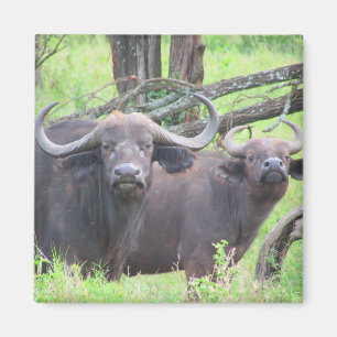 cape buffalo magnet
