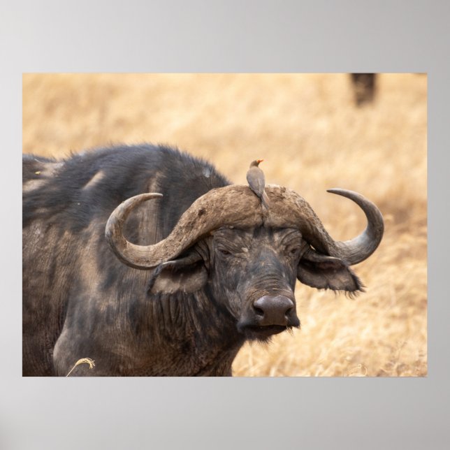 Cape Buffalo with Egret – Maasai Mara Safari Poste Poster (Front)