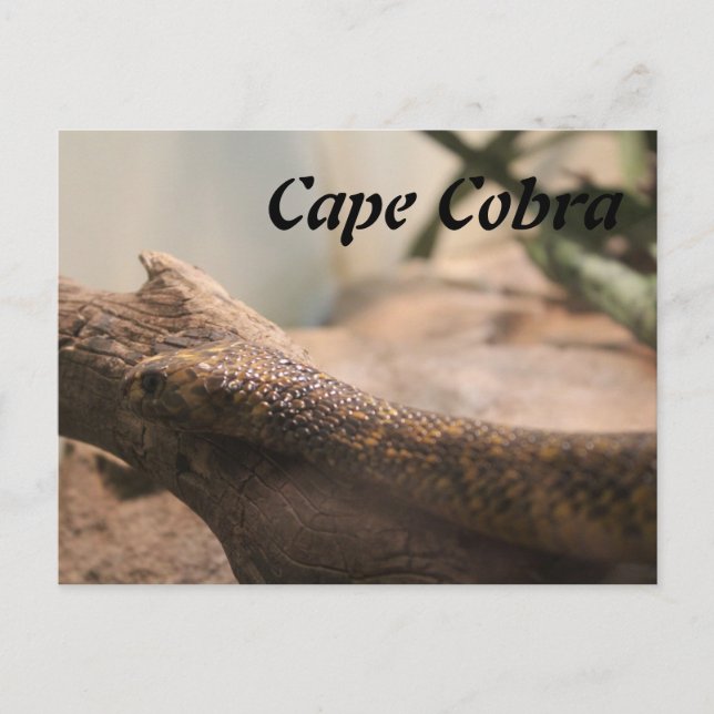 Cape Cobra Postcard (Front)