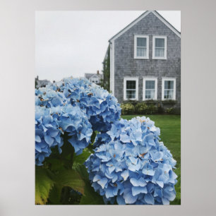 Cape Cod Hydrangea Home  Poster
