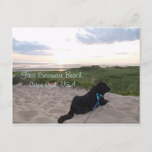 Cape Cod Sunset with Black Lab Postcard