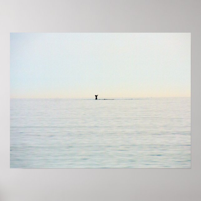 Cape Cod Whale Tail Nautical Ocean Poster (Front)