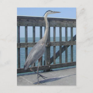 Cape Coral Florida postcard