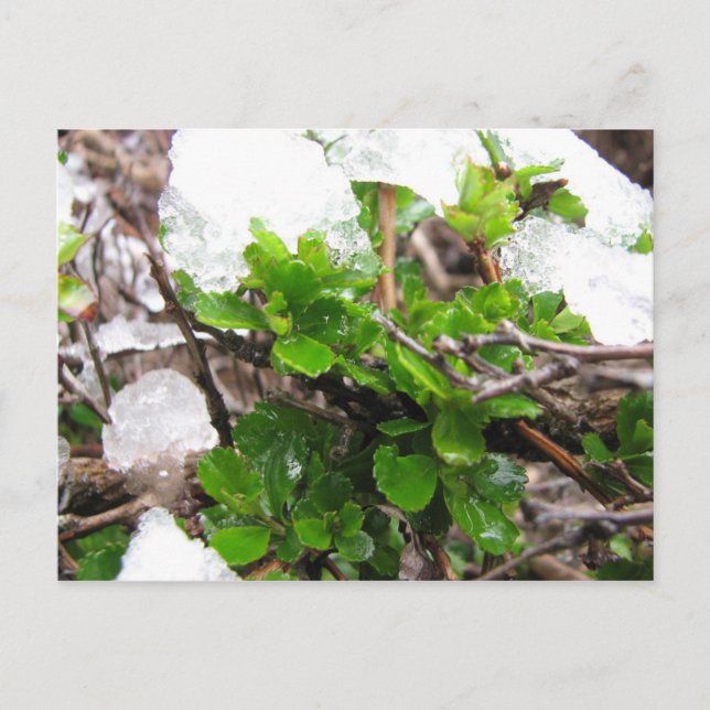 Cape Horn, Chile 3 Postcard (Front)