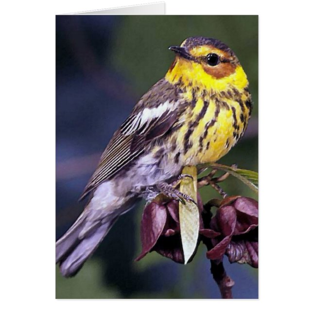 Cape May Warbler Bird Gifts (Front)