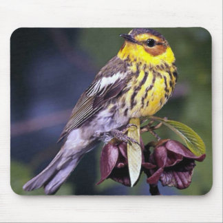 Cape May Warbler Bird Lovers Gifts Mouse Pad