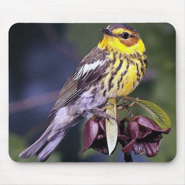Cape May Warbler Bird Lovers Gifts Mouse Pad (Front)