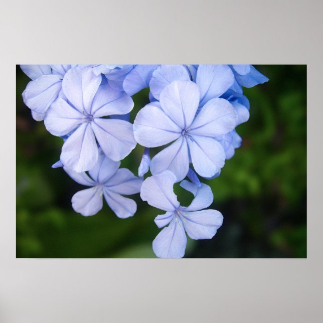 Cape plumbago poster (Front)