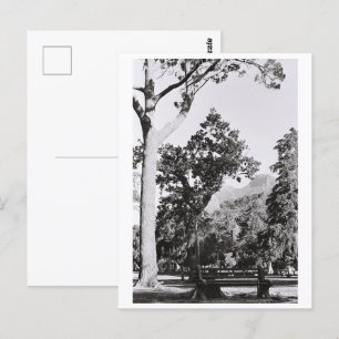 Cape Town Park Nature Mountain South Africa ZA Postcard