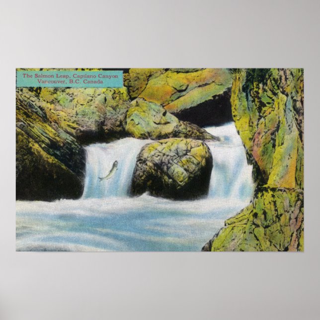 Capilano Canyon View of Salmon Leaping Upstream Poster (Front)