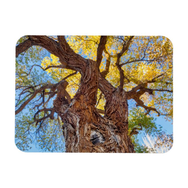 Capitol Reef National Park, Cottonwood Tree Magnet (Horizontal)