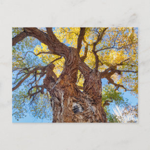 Capitol Reef National Park, Cottonwood Tree Postcard