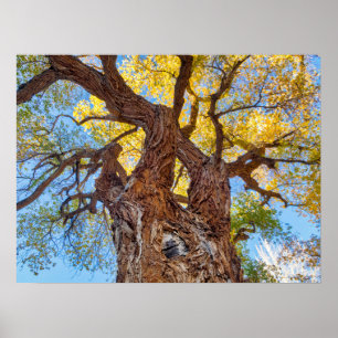 Capitol Reef National Park, Cottonwood Tree Poster
