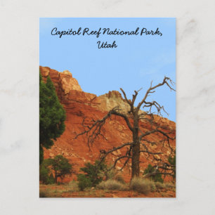 Capitol Reef National Park, Utah Postcard