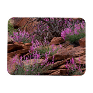 Capitol Reef National Park, Utah, USA Magnet