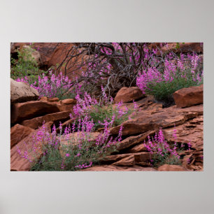 Capitol Reef National Park, Utah, USA Poster