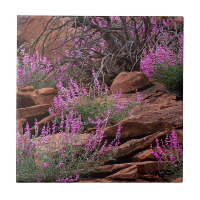 Capitol Reef National Park, Utah, USA Tile (Front)