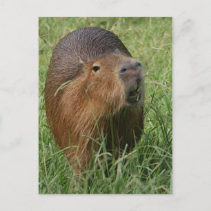 Caplin Rous eating Grass Postcard