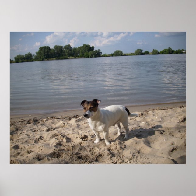 Capo von Oppenheim, Jack Russell Dog Poster (Front)