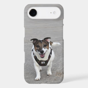 Capo von Oppenheim, Jack Russell Terrier Dog