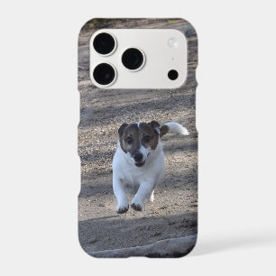 Capo von Oppenheim, Jack Russell Terrier Dog