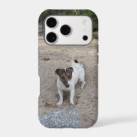 Capo von Oppenheim Jack Russell Terrier, Dog
