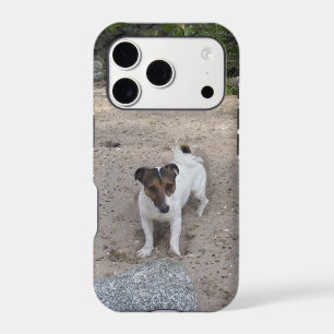 Capo von Oppenheim Jack Russell Terrier, Dog