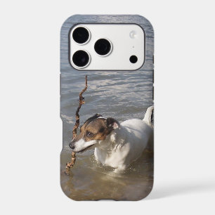 Capo von Oppenheim, Jack Russell Terrier Dog