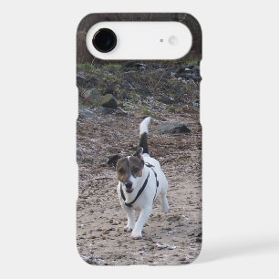 Capo von Oppenheim, Jack Russell Terrier Dog