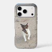 Capo von Oppenheim, Jack Russell Terrier Dog