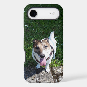 Capo von Oppenheim, Jack Russell Terrier Dog