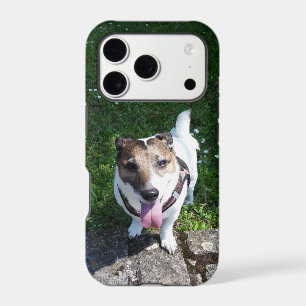 Capo von Oppenheim, Jack Russell Terrier Dog