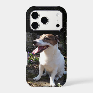 Capo von Oppenheim Jack Russell Terrier, Dog