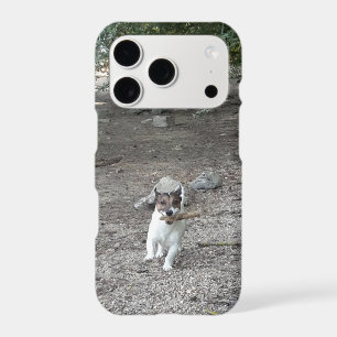 Capo von Oppenheim, Jack Russell Terrier Dog