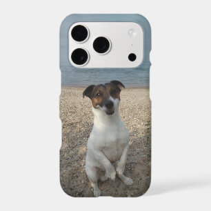 Capo von Oppenheim, Jack Russell Terrier Dog