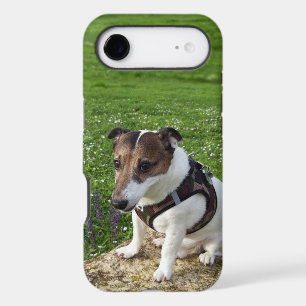 Capo von Oppenheim Jack Russell Terrier, Dog