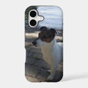Capo von Oppenheim, Jack Russell Terrier Dog